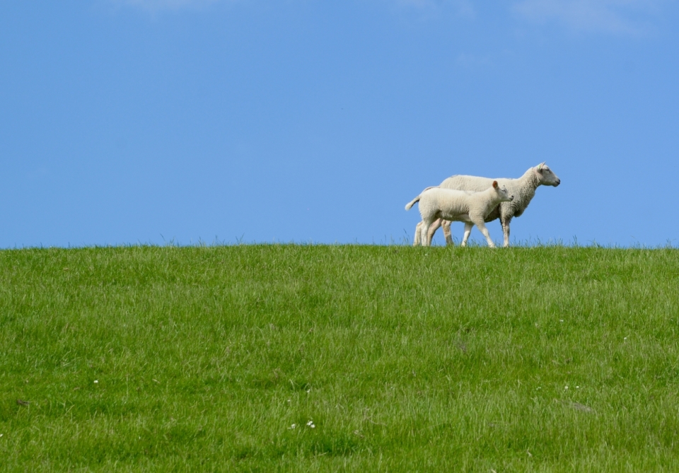 绿色草坪蓝色天空白色绵羊动物