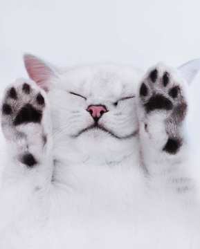 超萌可爱的小猫写真图片