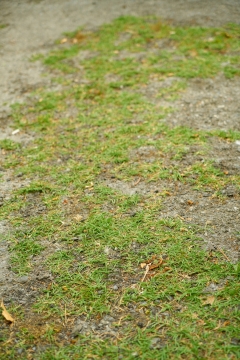 碧绿色草坪高清微距特写
