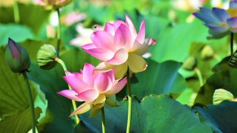 清新护眼荷花高清桌面壁纸