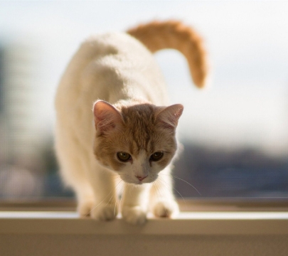 小奶猫写真图片