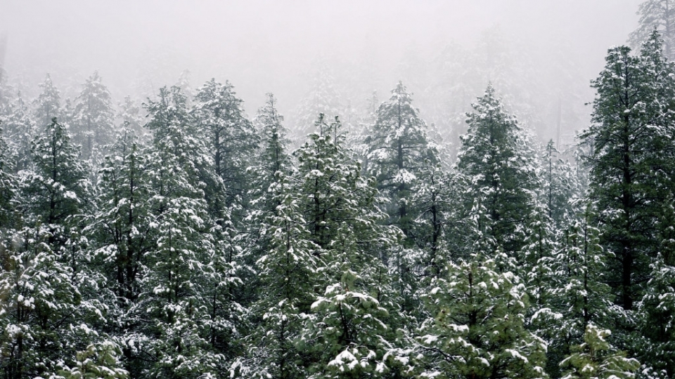 冬季雪松雪景无水印电脑桌面高清壁纸图片