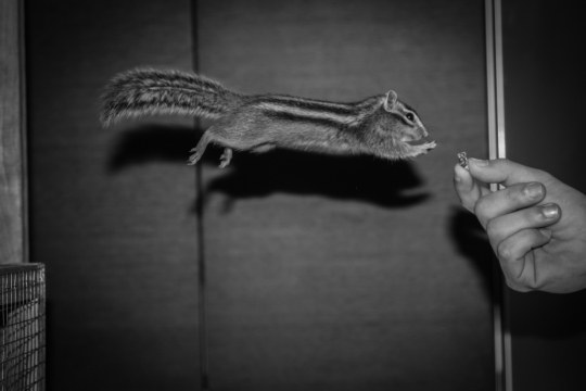 黑白建筑室内跃起可爱松鼠