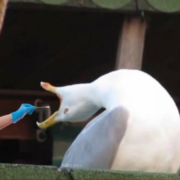 搞笑幽默核酸表情包