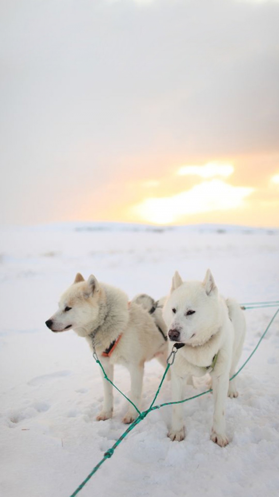 雪地里的野生动物写真