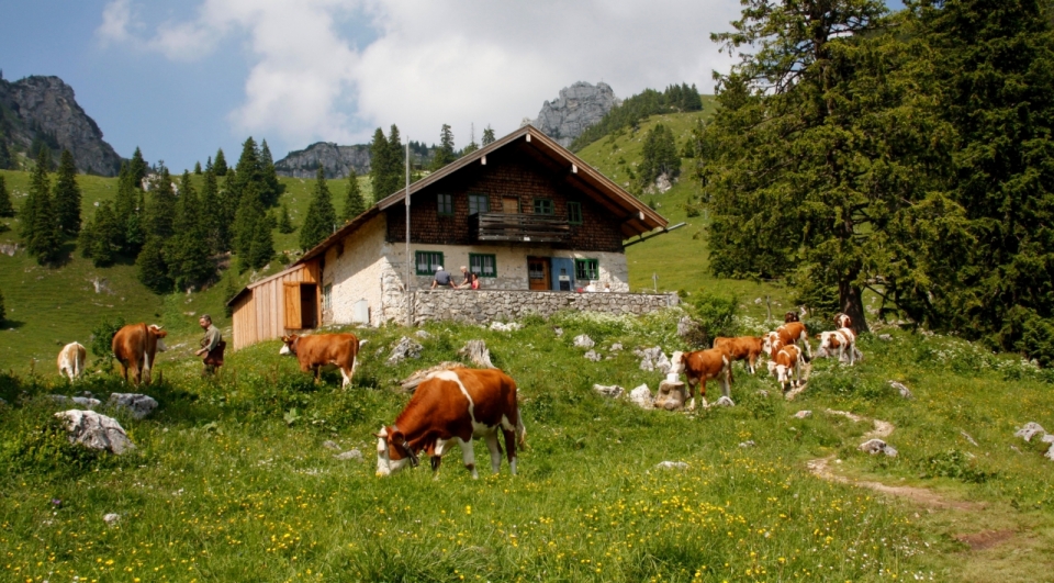 自然风光牧场牲畜草坪木板房屋景观
