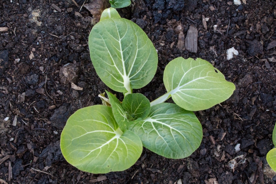 户外自然土壤地面绿色叶子植物