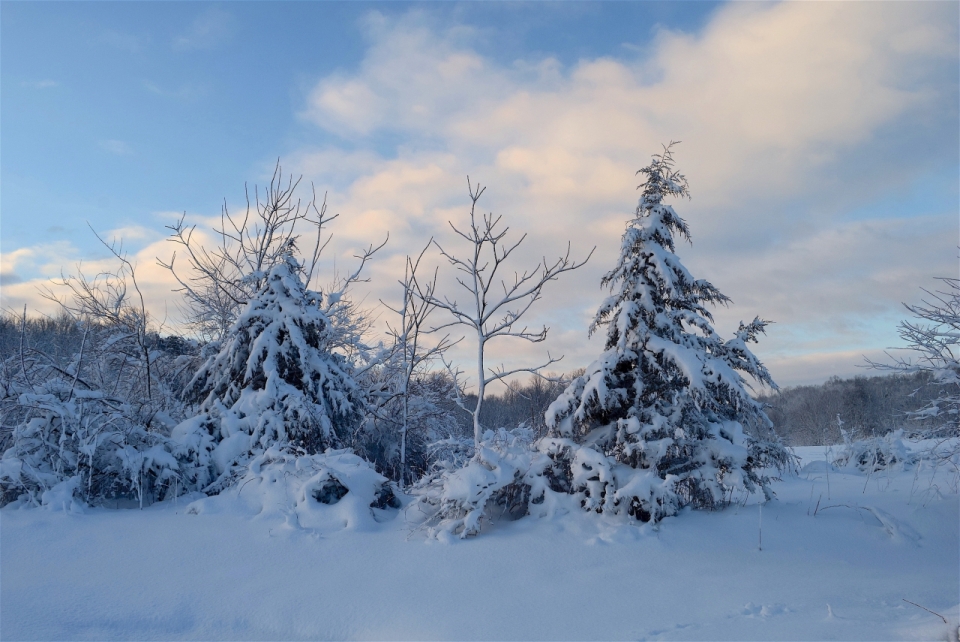 冬天寒冷雪后白色自然森林风光