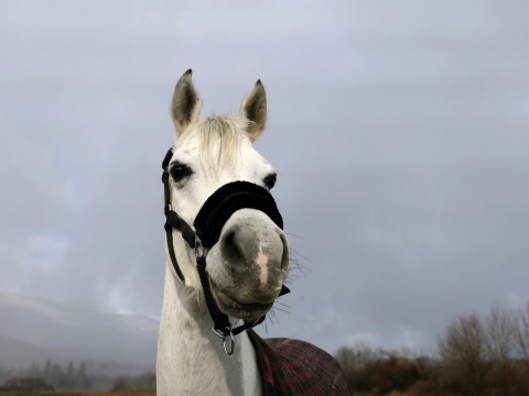 眼神坚毅的白马马头特写