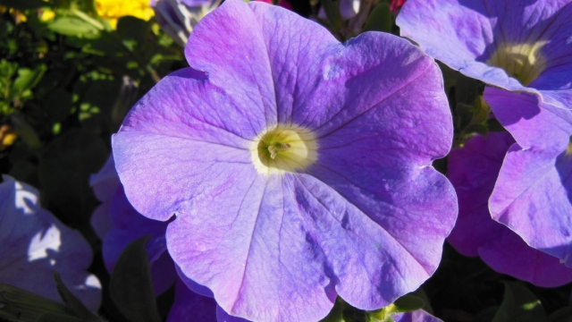 矮牵牛花高清桌面壁纸