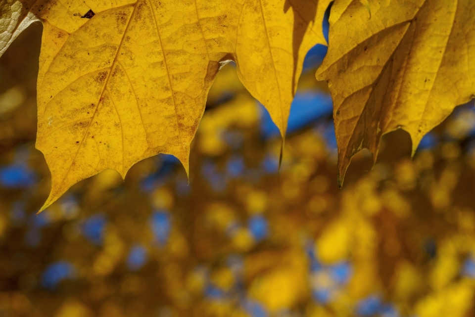 秋天黄色树叶模糊摄影