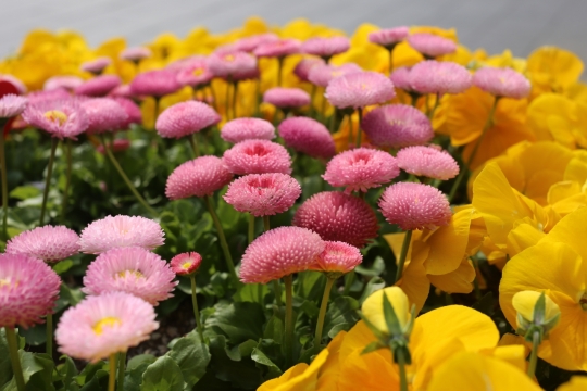 阳光照耀迷人花园灿烂盛开植物外景