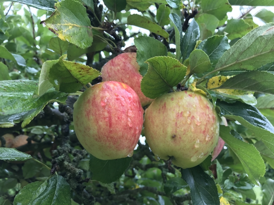 树上一个个沾满露水的新鲜苹果