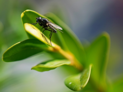 户外自然植物绿色叶子上苍蝇昆虫