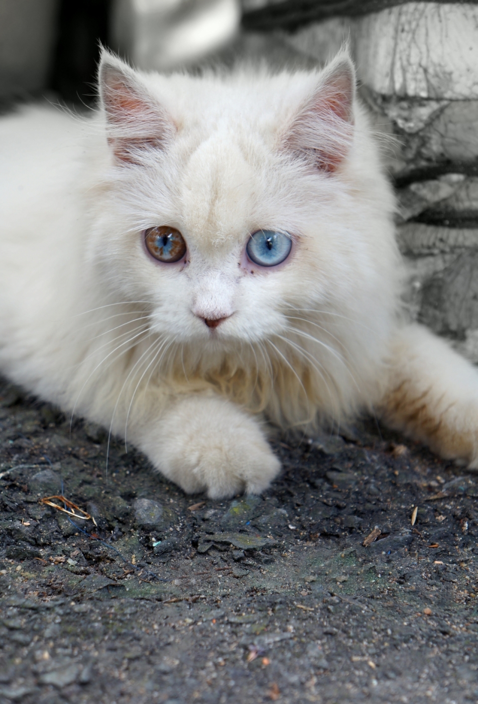一只拥有着异瞳色的波斯白猫