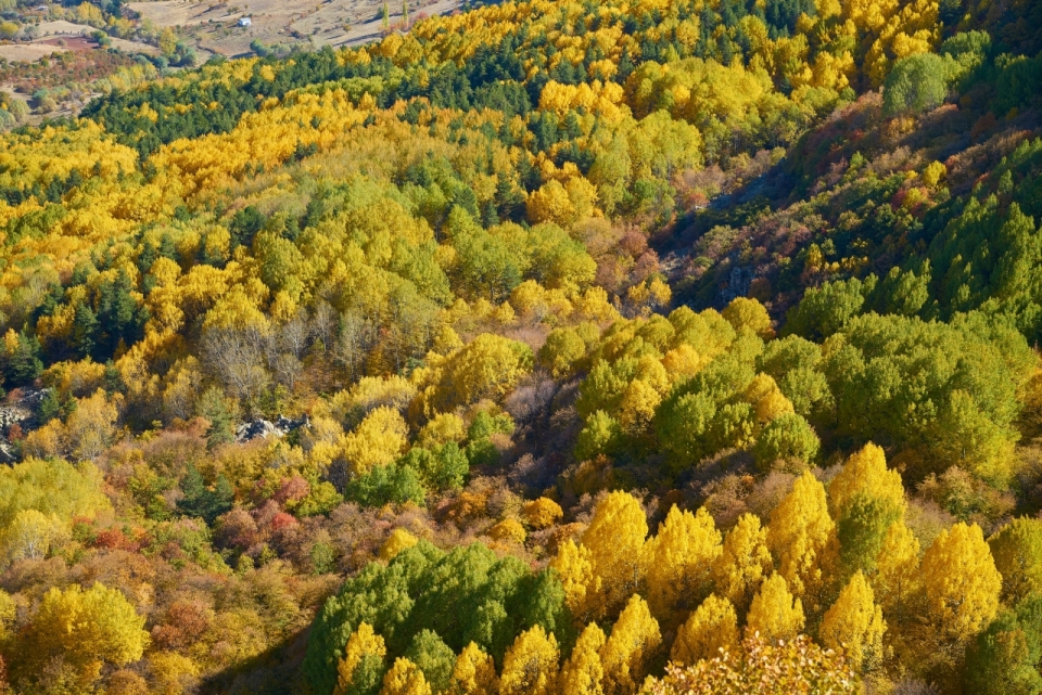秋天俯拍黄色绿色自然树林