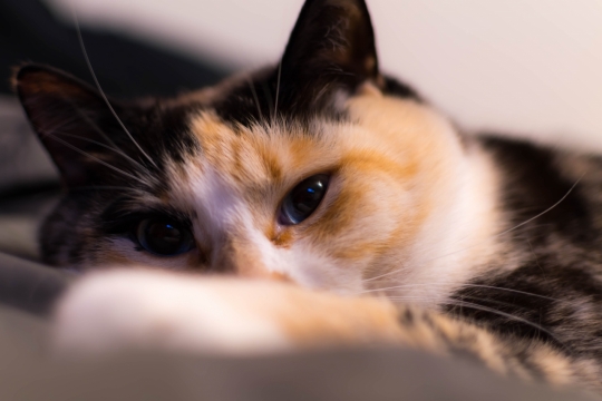 体态优雅的缅因猫特写