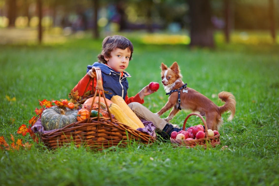 绿色草地上的小男孩和宠物狗摄影