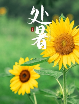 二十四节气处暑图片