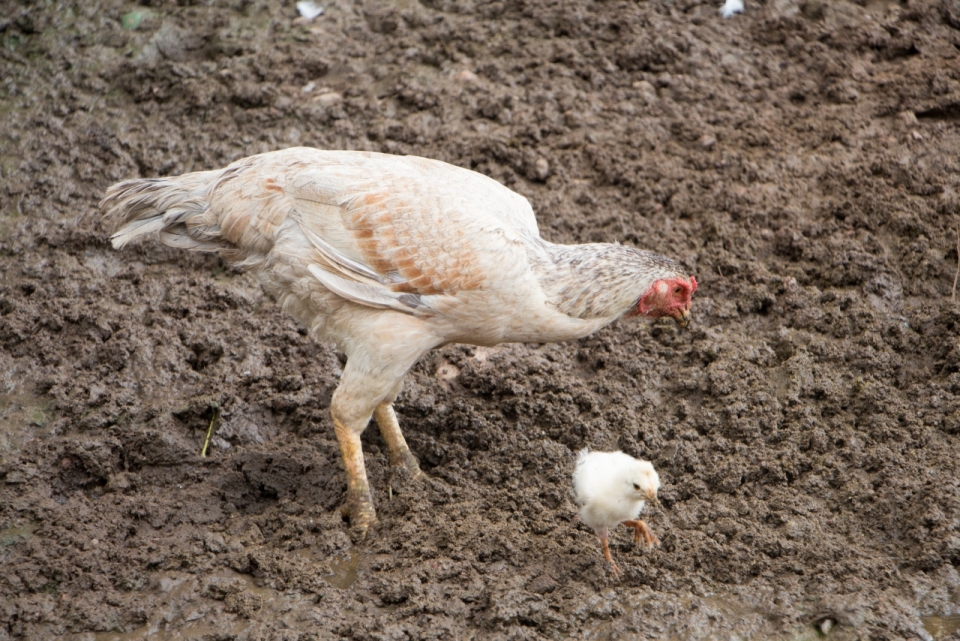 泥潭中正在看护小鸡崽的母鸡