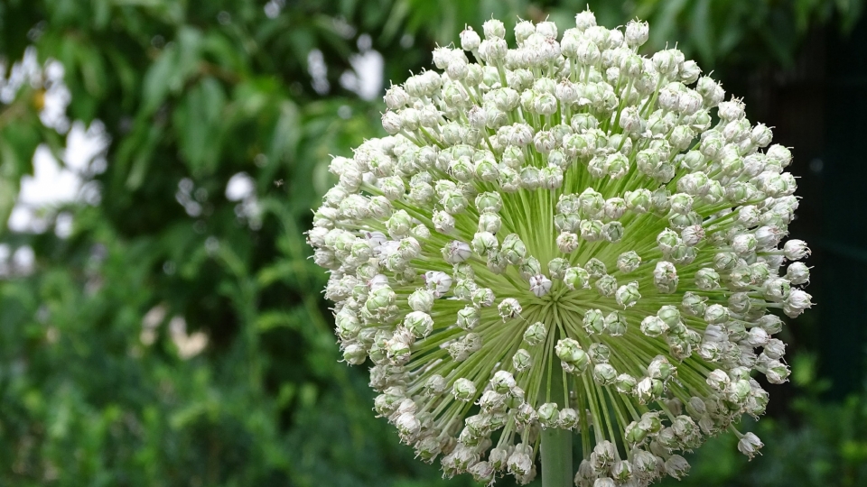 韭菜花自然风光优美风景高清桌面壁纸