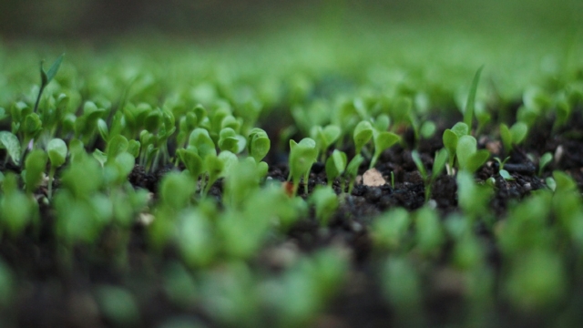 植物幼苗无水印电脑桌面高清壁纸图片