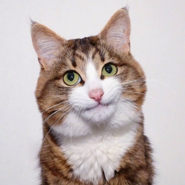 猫咪表情包头像图片