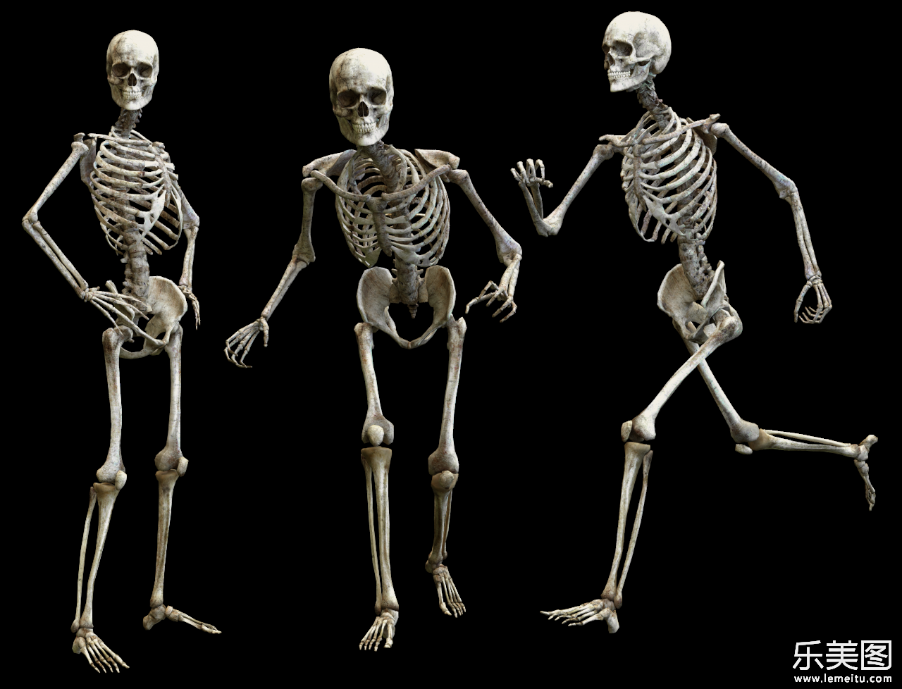 简约白色背景人类骷髅骨架模型