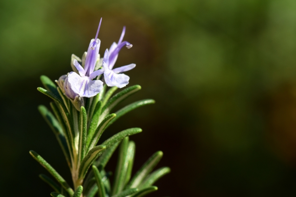 微距摄影_虚化背景紫色花朵绿色枝叶自然植物