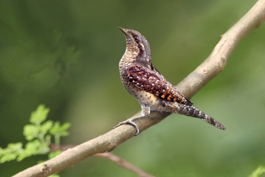绿色背景站在树梢上的可爱小鸟