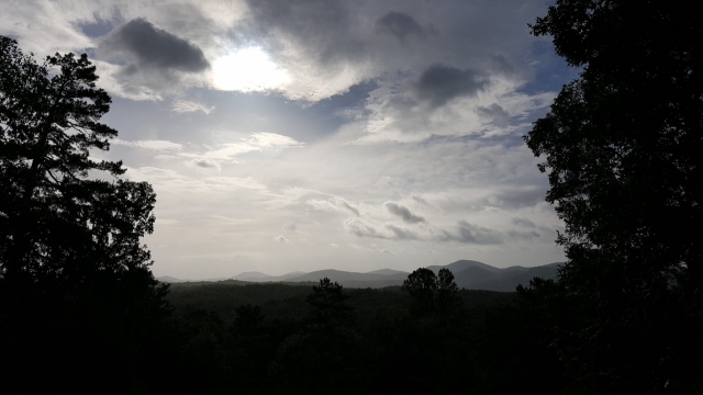 清晨明亮天空下的茂盛树林
