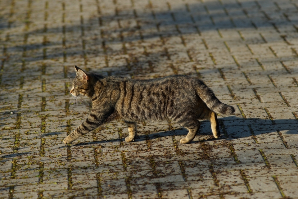 傍晚阳光城市街道上可爱宠物猫