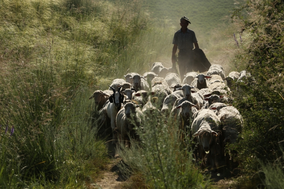 杂草丛生的山间小道中成群的绵羊与牧羊人