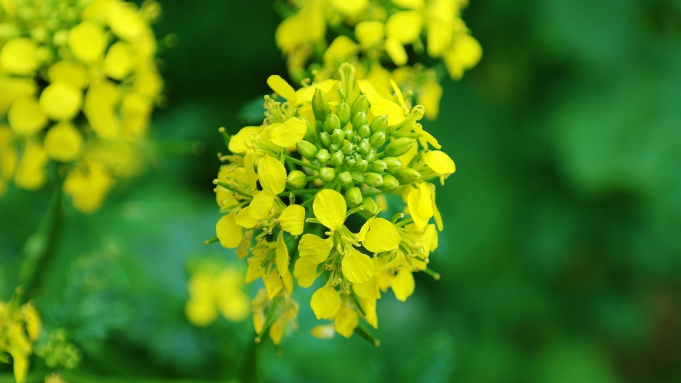 高清漂亮的油菜花高清桌面壁纸