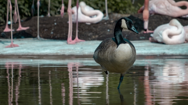 阳光户外自然湖泊野生鸟类动物
