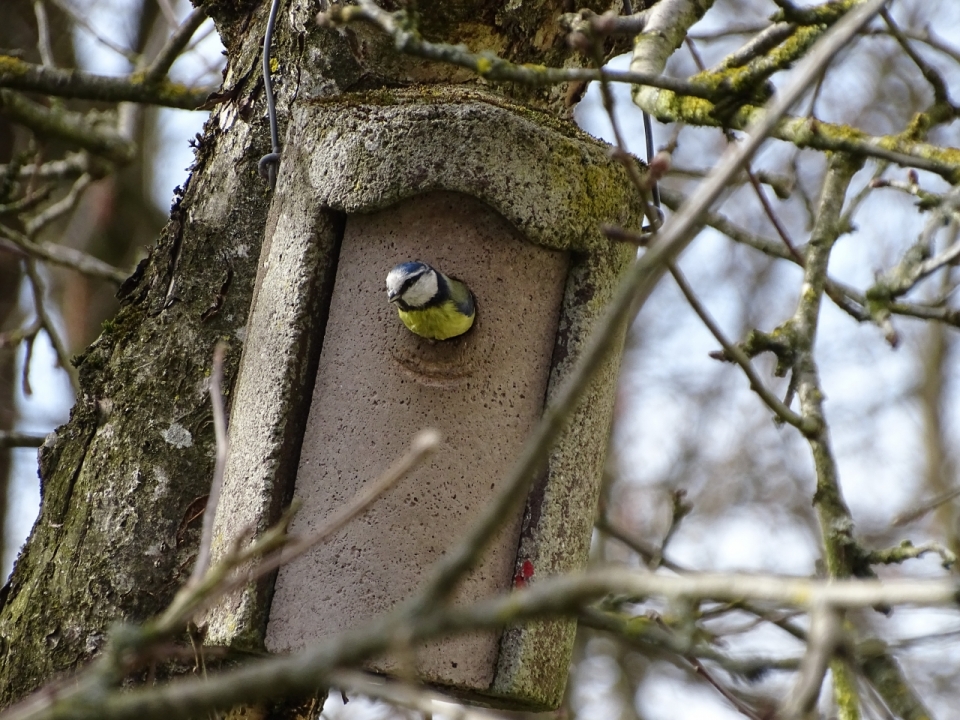 树上木屋可爱小鸟近距离美拍