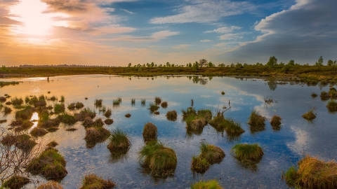 唯美沼泽湿地高清桌面壁纸