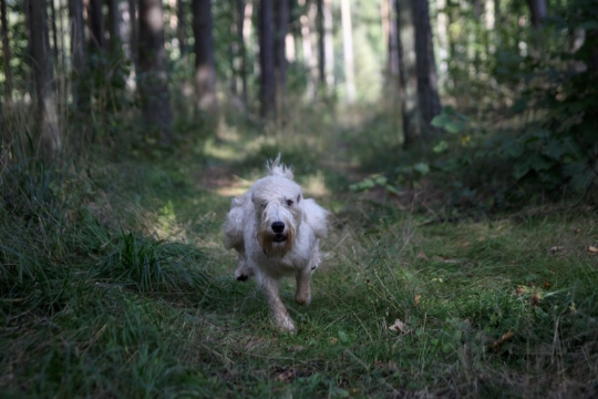 自然绿色树木森林中奔跑白色宠物狗