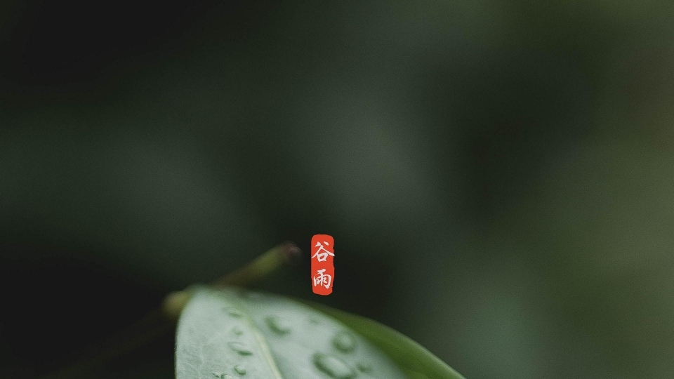 谷雨高清桌面壁纸