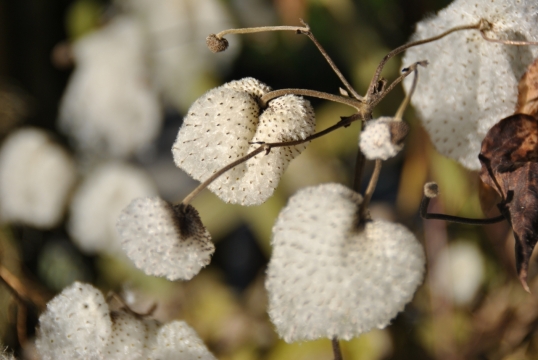 虚化背景户外自然树木树枝白色果实