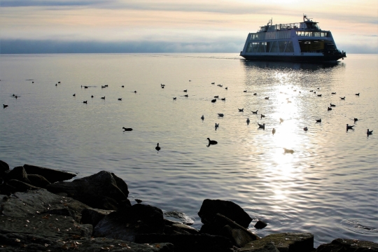 海边水面鸭子游艇船只