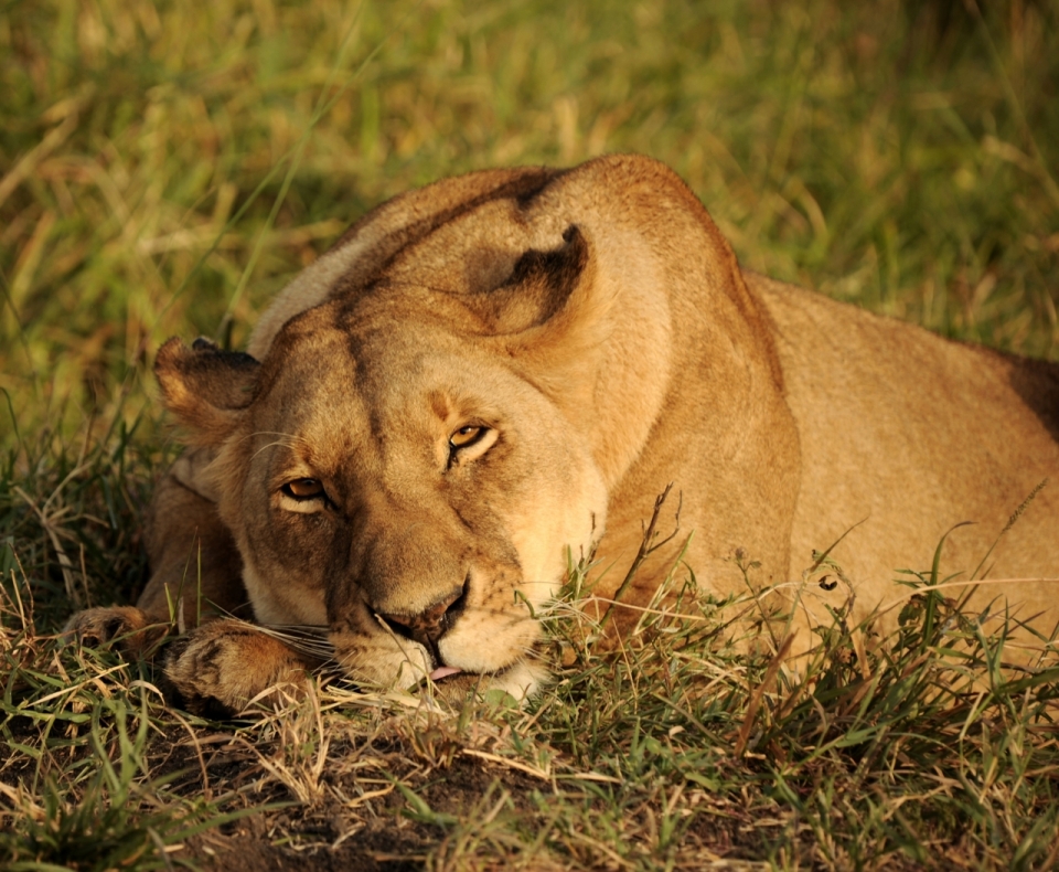 趴在草地上休息的非洲狮子