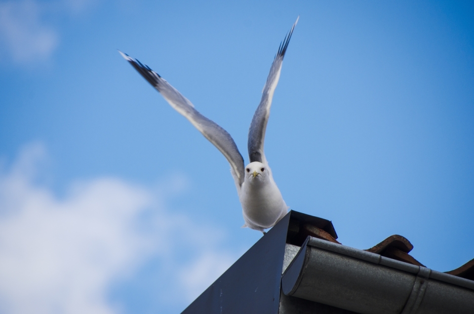 蓝天下屋檐上正在展翅的白鸽