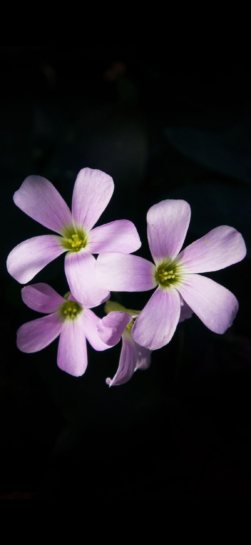 花朵全面屏手机壁纸