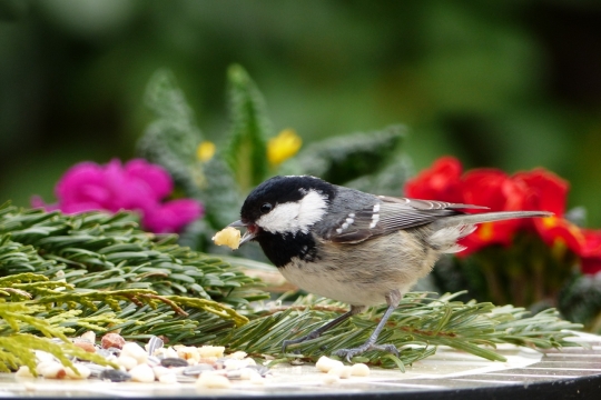 后院石桌上摆放坚果鸟类觅食特写