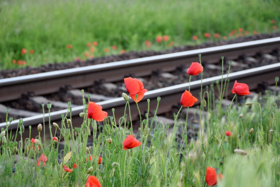 铁路边盛开红色花朵虚化背景风光