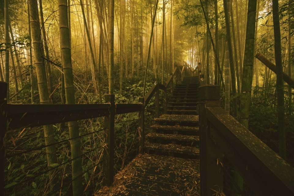 竹林朦胧雾气笼罩阴森阶梯走道风景