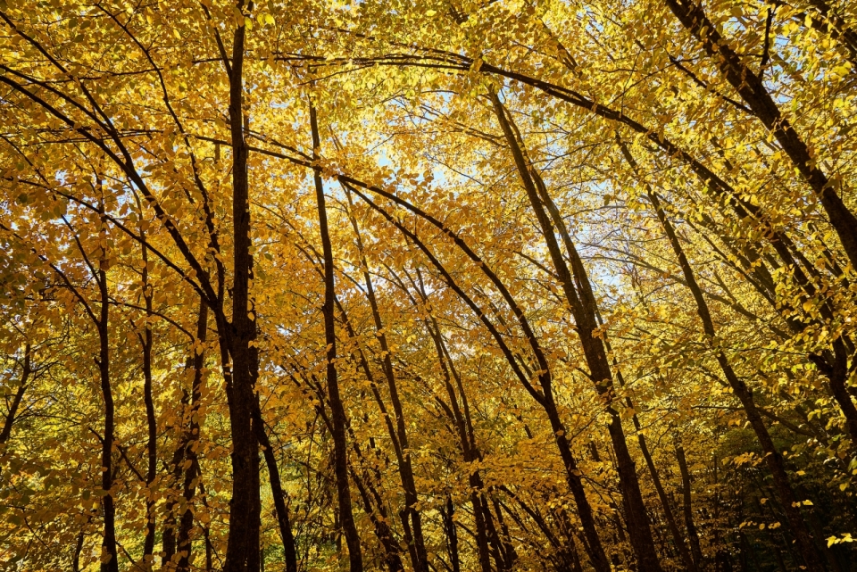 秋天树林树木金色树叶
