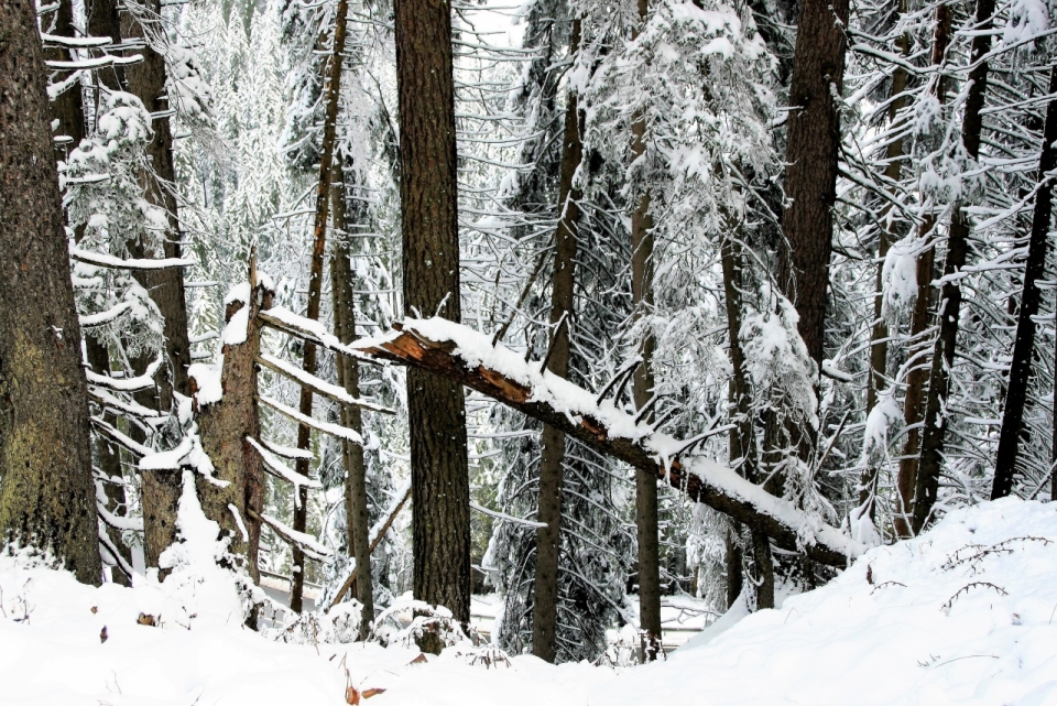 冬天树林雪景中压断的树木摄影