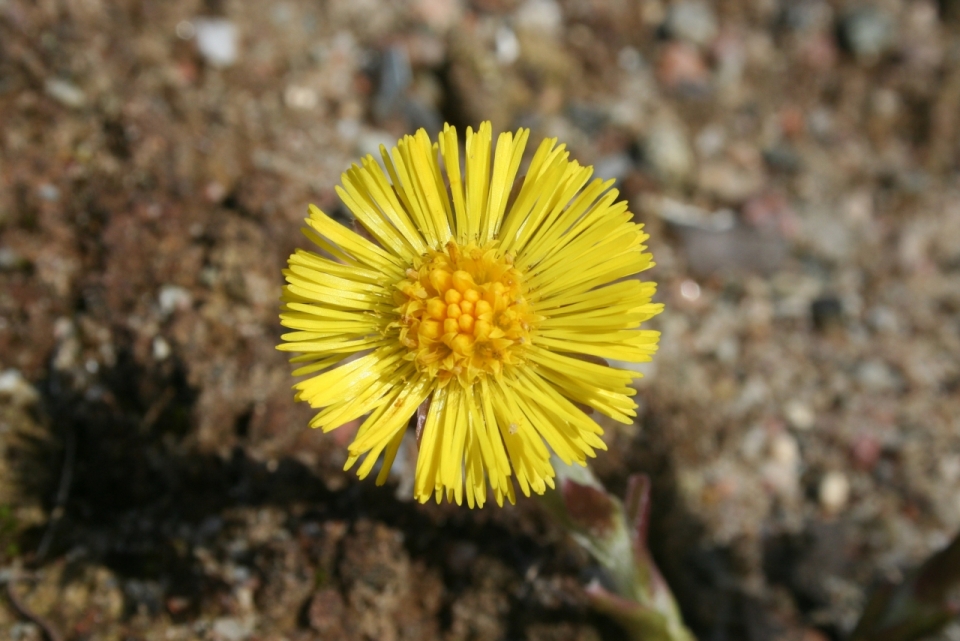 摄影基础_春天阳光土壤上黄色花朵自然植物